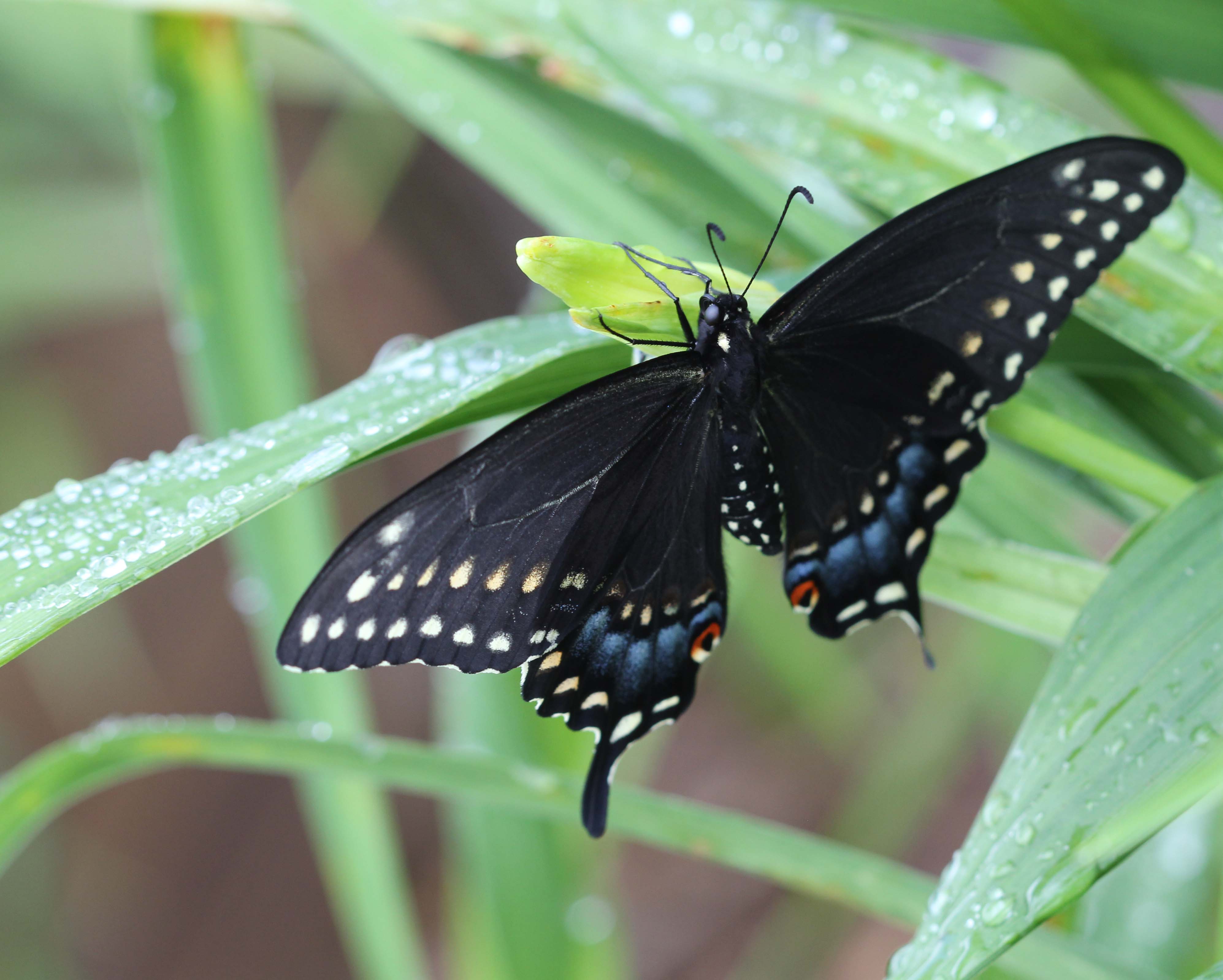 Black Swallowtail